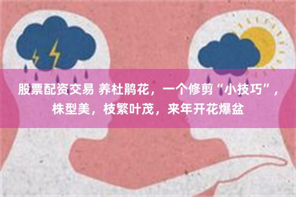 股票配资交易 养杜鹃花，一个修剪“小技巧”，株型美，枝繁叶茂，来年开花爆盆